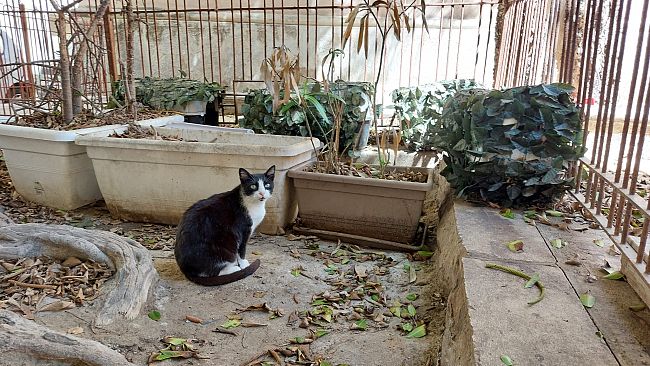 Trapani, altre cucce per gatti randagi in centro