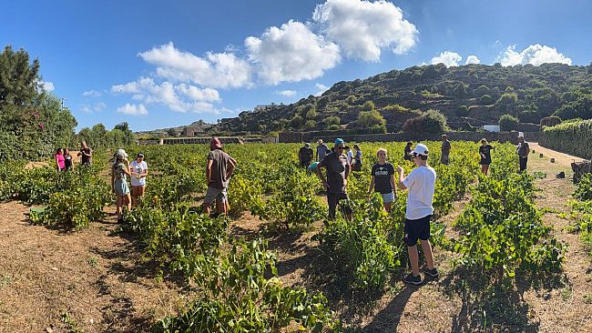“Pesta l’uva”: una nuova avventura per i Piccoli Ranger del Parco di Pantelleria