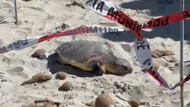 Mazara, ritrovata tartaruga morta nella spiaggia di Tonnarella