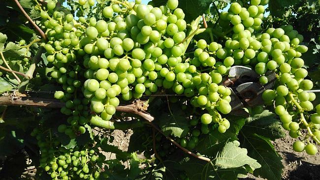 agricoltura-10-milioni-per-la-vendemmia-verde-al-via-il-bando-20252026