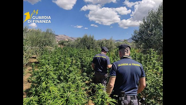 Maxi-piantagione di marijuana scoperta a Partinico