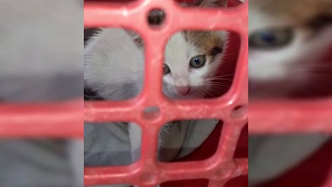Una gatta presa a fucilate, salvata dalla municipale
