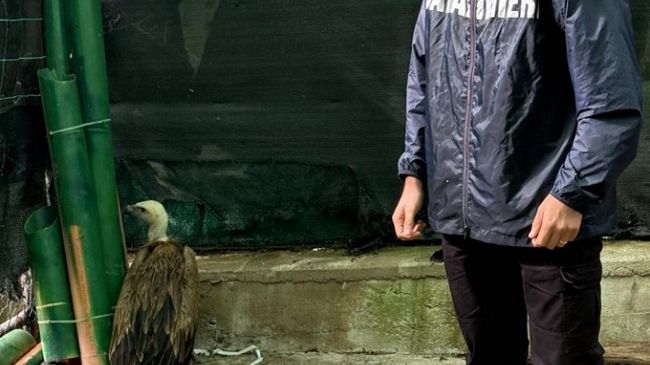 un-grifone-in-difficolta-messo-in-salvo-dai-carabinieri-forestali