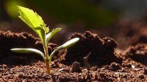 Il comune di Partanna sarà presente al consiglio di Castelvetrano a sostegno del comparto agricolo