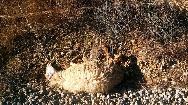 VIDEO – Petrosino, gregge finisce sotto il treno proveniente da Mazara, grossi disagi per i pendolari