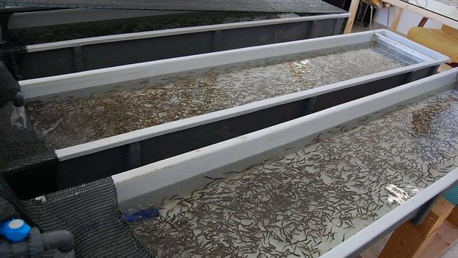 Un nuovo impianto di Acquacoltura in Sicilia. Tumbiolo plaude all’iniziativa della azienda agricola Algozino.