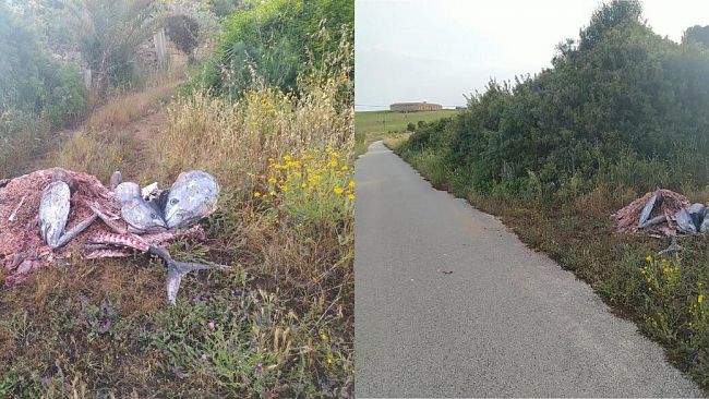 Mazara, carcasse di tonno abbandonate all’interno della Riserva Gorghi Tondi  