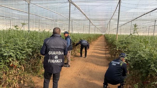 ​Sequestrati 30 mila semi di pomodoro contraffatti, denunciati i titolari di 4 aziende