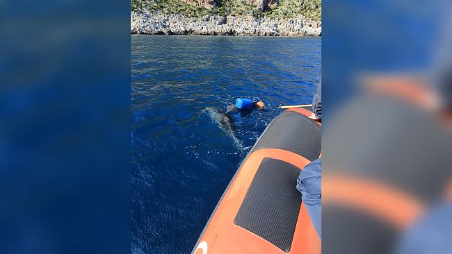 La Guardia Costiera salva delfino intrappolato nelle reti, nelle acque tra San Vito Lo Capo e Castellammare