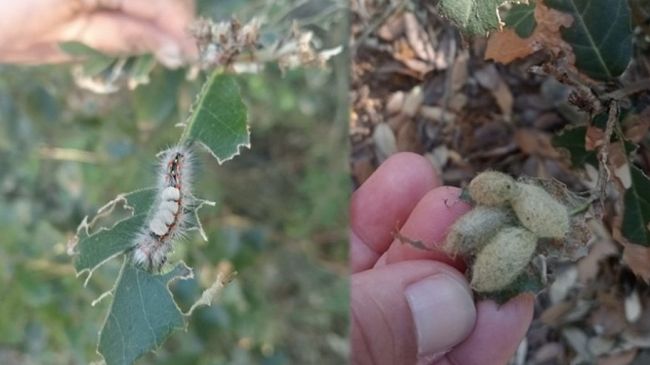 Pantelleria, insetti urticanti tra la vegetazione. Attenzione a frequentare i boschi dell’Isola