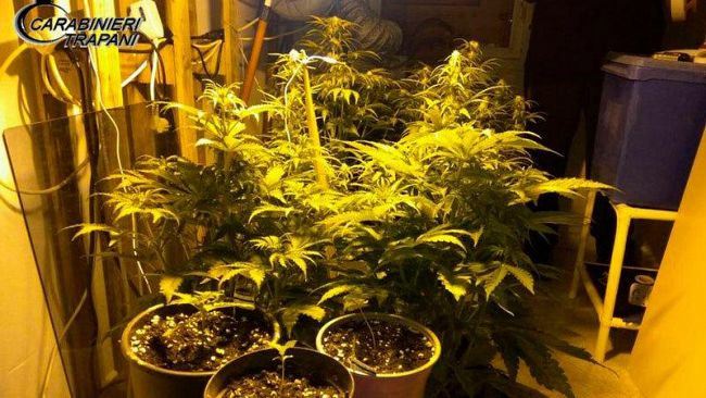 Piantagione “indoor” a Selinunte: un arrestato dai Carabinieri