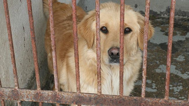 La sen.Loredana Russo in visita istituzionale al rifugio per cani