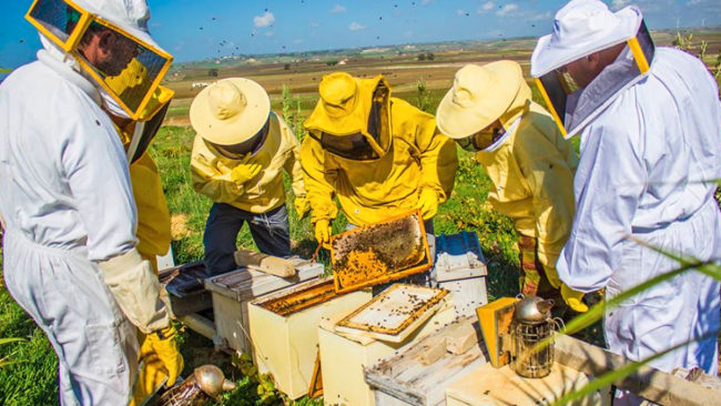 A Monreale un corso di apicoltura