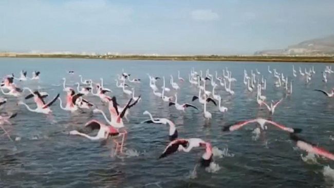 Trapani, filma con un drone i fenicotteri nella riserva naturale: i Carabinieri sanzionano un marsalese