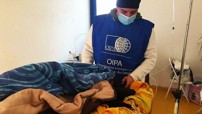 Situazione randagismo a Partanna, il delegato OIPA evidenzia criticità