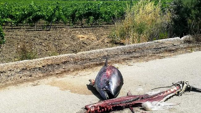 Carcasse di tonno abbandonate nel territorio: un problema crescente