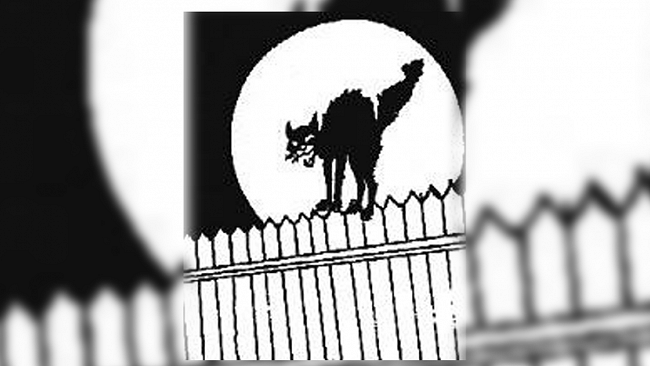 Ultime della sera: “Il gatto animale simbolico”