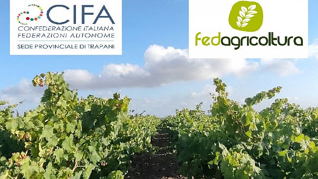 crisi-vitivinicola-nel-trapanese-cifa-serve-un-piano-straordinario-per-affrontare-la-crisi