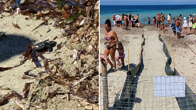 Petrosino, schiusa di uova di tartaruga caretta-caretta sulla spiaggia di Sibiliana
