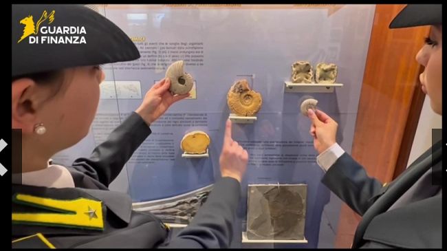 punta-raisi-sequestrati-dalla-gdf-17-fossili-di-60-milioni-di-anni-fa