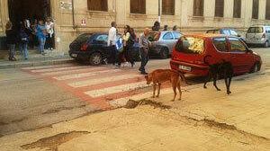 Mazara, ennesimo “scontro” fra randagi e cittadini