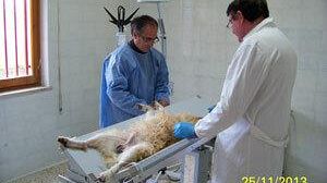 Adottati i primi tre cani al rifugio sanitario