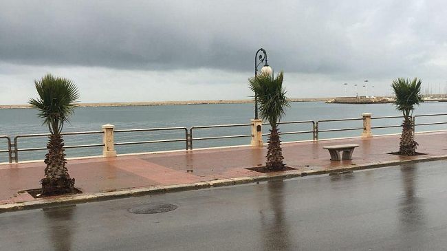 Mazara, completati gli interventi di sostituzione dei ceppi essiccati al lungomare