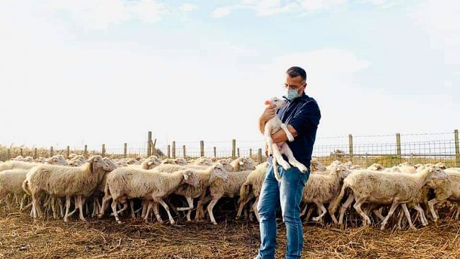 Petrosino, pastore positivo al Covid e il sindaco gli va a guardare le pecore