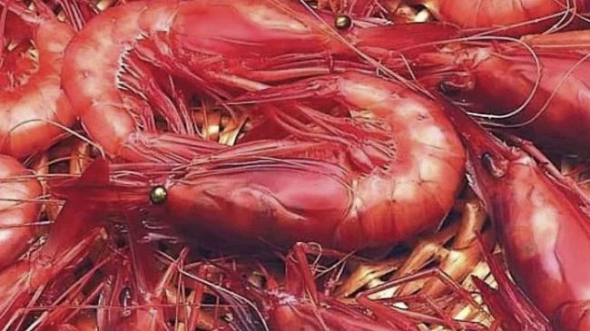 il-gambero-rosso-di-mazara-punta-al-futuro-innovazione-e-sostenibilita-per-lop-blue-sea