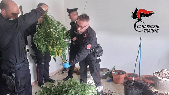 Marsala, denunce e sequestro di piante di marijuana