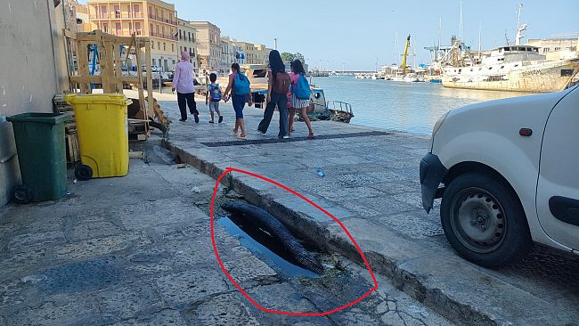 Mazara, piazzetta scalo: cavo scoperto davanti all'asta del pesce