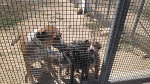 La presidente nazionale dell'Enpa ha ringraziato il sindaco Alfano 