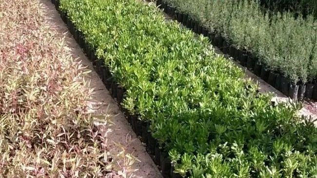 Gibellinasostenibile: Il comune di Gibellina aderisce alla festa dell’albero 2015 1.000 nuovi alberi da piantumare in citta’