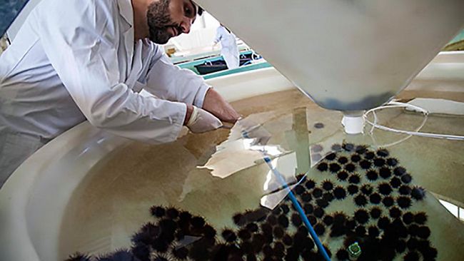 Al Blue Sea Land si parla di impianti di acquacoltura per allevamento dei ricci