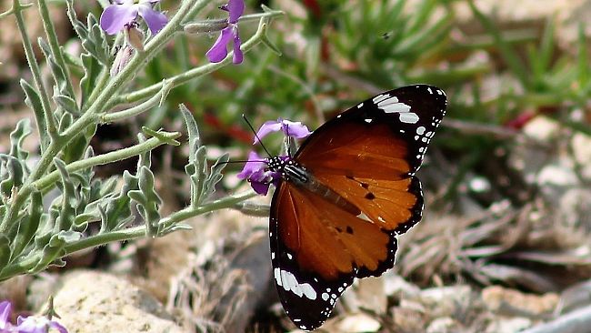 Mazara, Capo Feto e la 