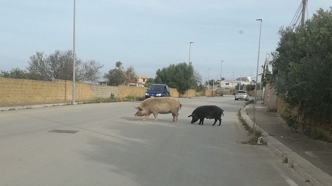 Mazara, catturati in via Archi un maiale ed un cinghiale di grossa taglia che scorrazzavano liberi