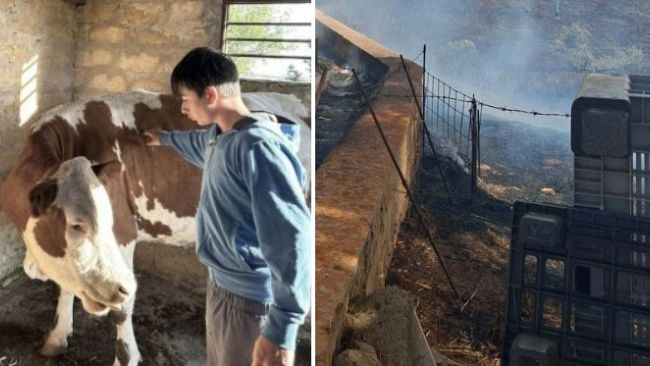 incendio-a-santa-ninfa-14enne-sfida-il-fumo-per-salvare-5-vitelli-dalle-fiamme