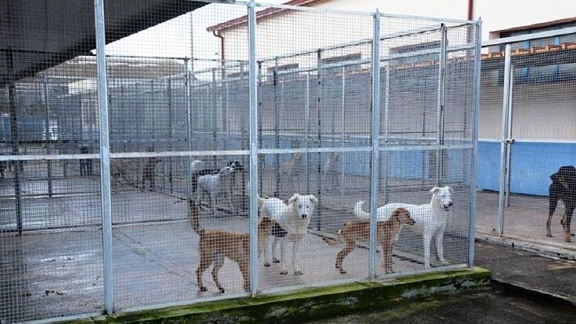 Al via le domande per l'inserimento nell'Albo delle Associazioni animaliste