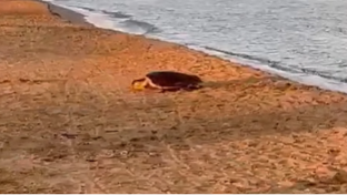 tartaruga-marina-depone-le-uova-sulla-spiaggia-di-trefontane-nido-messo-in-sicurezza-da-legambiente