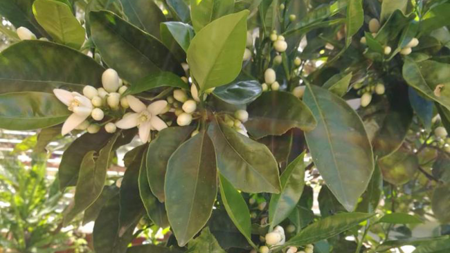 Ultime della sera. Alberi e Maestri