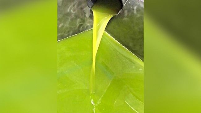 Molitura olive del Comune, il 27% dell’olio andrà alle famiglie bisognose