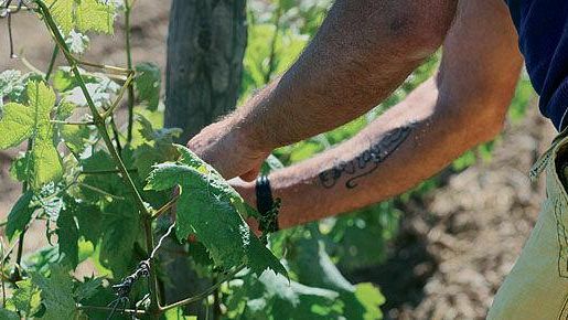 Trapani, nuova stangata sugli agricoltori. L’Imu agricola colpirà duramente anche la Provincia