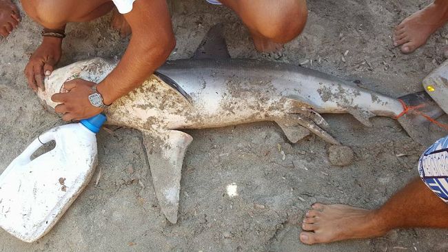 Mazara, Piccolo squalo in fin di vita si arena sulla spiaggia di Tonnarella. Sorpresa e panico fra i bagnanti.