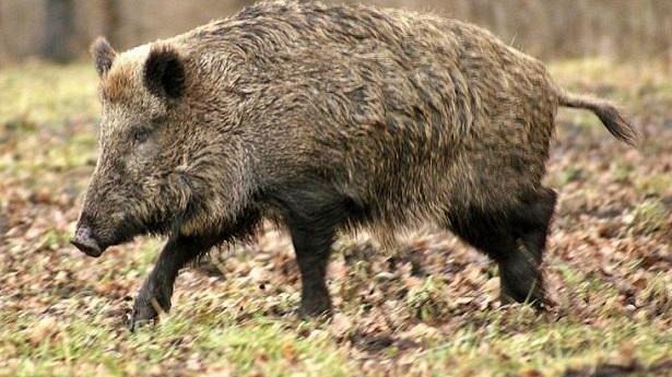 A Mazara presenza di cinghiali nelle zone di Lago Preola Gorghi Tondi, San Nicola e Quarara