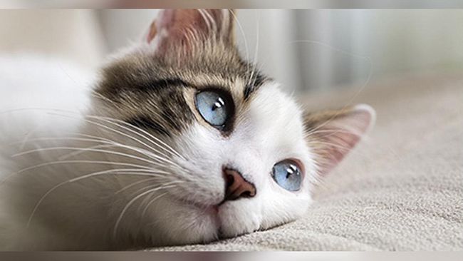 Online la nuova rubrica Prima Pagina Pet: settimanalmente si occuperà dei nostri amici animali