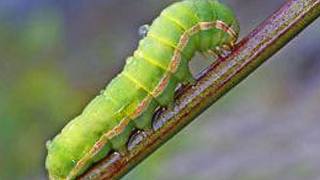 Ultime della sera. CORONAVIRUS