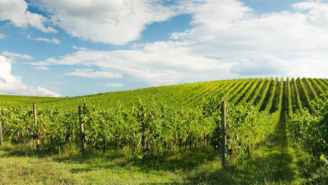 25 milioni di euro dalla Regione per i viticoltori siciliani danneggiati dalla peronospora