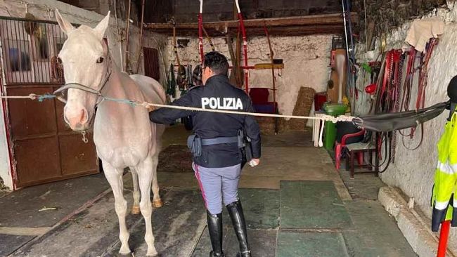 Maltrattamenti animali, 7 denunce e 23 cavalli sequestrati a Catania