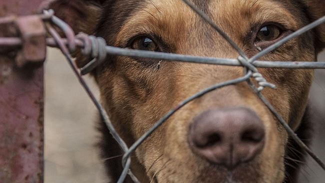 Maltrattamento di animali, pene adeguate?