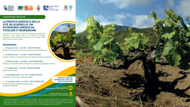 Pantelleria, al via le iscrizioni al laboratorio per conoscere e approfondire pratica agricola della vite ad alberello